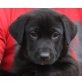 LACON, Labradormix,Pflegestelle Nö Welpen - Rüde