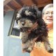 LACY, Yorki-Mix Welpen - Hündin