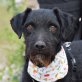 LADRON - Ubeda, Schnauzermischling  - kastriert - Rüde