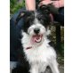 LADY 10, Pflegestelle Tirol, Border Collie-Terrier-Schnauzer-Mix  - Hündin