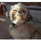 LADY 7, Pflegestelle Niederösterreich, Shih Tzu - Hündin