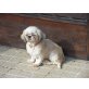 LADY 7 - Pflegestelle Österreich, Shih Tzu - Hündin