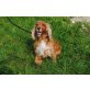 LADY, Englischer Cockerspaniel - Hündin
