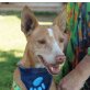 LADY - NOTFALL - fast blind und taub!, Podenco-Andaluz, kastriert - Hündin