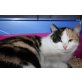 LADY, Tierschutz - Katze