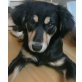 LAIKA 3 - Pflegestelle Österreich, Spaniel-Mix - Hündin