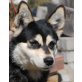 LAIKA 4, Pflegestelle Wien, wunderschöne, aktive Huskymix - Hündin