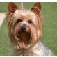 LAIKA - Linares, Yorkshire-Terrier, kastriert - Hündin