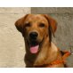 LAILO, Labrador/Retrievermix,Pflegestelle Wien Welpen - Rüde