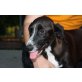 LAIMA, Labrador/Spanielmix,Pflegestelle OÖ Welpen - Hündin