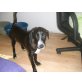 LAIMA, Labrador/Spanielmix,Pflegestelle OÖ Welpen - Hündin