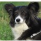 LAJA, Pflegestelle Niederösterreich, eine ganz, ganz liebe Papillon/Spitz-Mix - Hündin