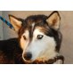 LAJKA, Siberian Husky - Hündin