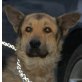 LAKOTA, Pflegestelle Wien, Schäfer-Husky-Terrier-Mix - Rüde