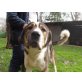 LAKOTA das Riesenbaby, Sennenhund - Mix Welpen - Rüde