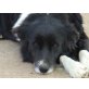 LALE, intelligente,bildschöne BorderCollie/Mischlin - Hündin