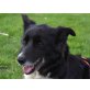 LALE, intelligente,bildschöne BorderCollie-mischlin - Hündin