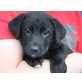 LALUNA, Labradormix,Pflegestelle NÖ Welpen - Hündin