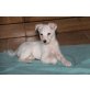 LANA 4, Pflegestelle Oberösterreich, Schnauzer-Mix Welpen - Hündin