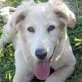 LANA ... HUNDEKIND VERLIERT IHRE FAMILIE Welpen - Hündin