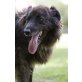 LANO - EIN VERSUCH FÜR SEIN LEBEN...., Collie Neufundländer o. Retriever - Rüde