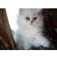 LANZELOT, Perser - Kater