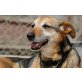 LARA - EHEMALIGE KETTENHÜNDIN SUCHT DRINGEND, Windhund Schäferhund Mix - Hündin