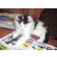 LARA SUCHT LIEBEVOLLES ZUHAUSE!!!, BKH-ANGORA - Kater