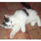 LARA SUCHT LIEBEVOLLES ZUHAUSE!!!, BKH - Katze