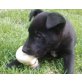LARIE, Labradormischling, Pflegestelle Maissau Welpen - Hündin
