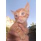 LARIO, Anhänglich und verschmust - Kater