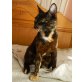 LASH, (sucht Freigängerplatz) Tierschutz - Katze