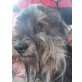 LASLO - Pflegestelle Wien, kleiner, einäugiger Terrier-Mischlings - Rüde
