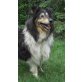 LASSIE, Collie - Hündin