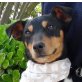 LATINO, Jack-Russell-Terrier, kastriert Welpen - Rüde