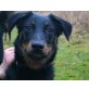 LATOUR, Beauceron - Hündin