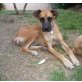 LAURA, Boxer Mix - Hündin