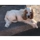 LAURA, Cocker-Spaniel - Hündin
