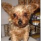 LAUSI, Pflegestelle Burgenland, Super-süße Zuckermaus!!! YORKIE - Hündin