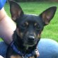 LAVINIA, Zwergpinscher-Mischling, kastriert - Hündin