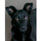 LAWINA - Pflegestelle Niederösterreich , liebenswerte Labrador-Pinscher-Mix - Hündin
