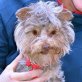 LAYKA - Linares, Yorkshire-Terrier, kastriert - Hündin