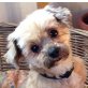 LAZA - Linares, Shih Tzu - Mischling, kastriert - Hündin