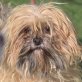 LAZA - Linares, Shih Tzu Mix, kastriert - Hündin