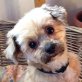 LAZA - Linares - kastriert, Shih Tzu / Yorkshire-Terrier - Mischling - Hündin