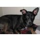 LEA - Pflegestelle Wien DRINGEND, FAMILIENHUND! (Appenzeller-)Mix - Hündin