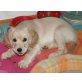 LEA, Spaniel, Golden Retriever und Spitz - Hündin