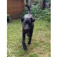 LEANO, Labrador-Pinschermischling  - Rüde