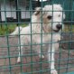 LEGO, Terrier-Pudelmix wartet auf aktives Zuhause - Rüde