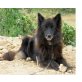 LEICA, Groenendael Mix - Hündin